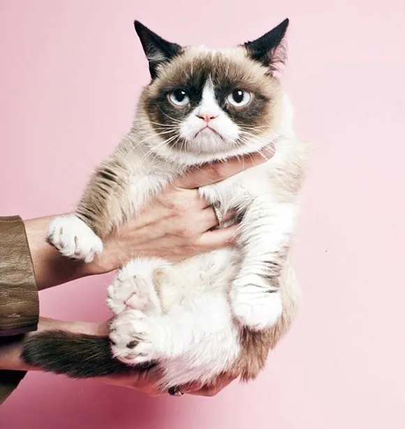 Lima Kucing yang Menjadi Terkenal Berkat Teknologi