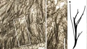 bulu dari pterosaurus