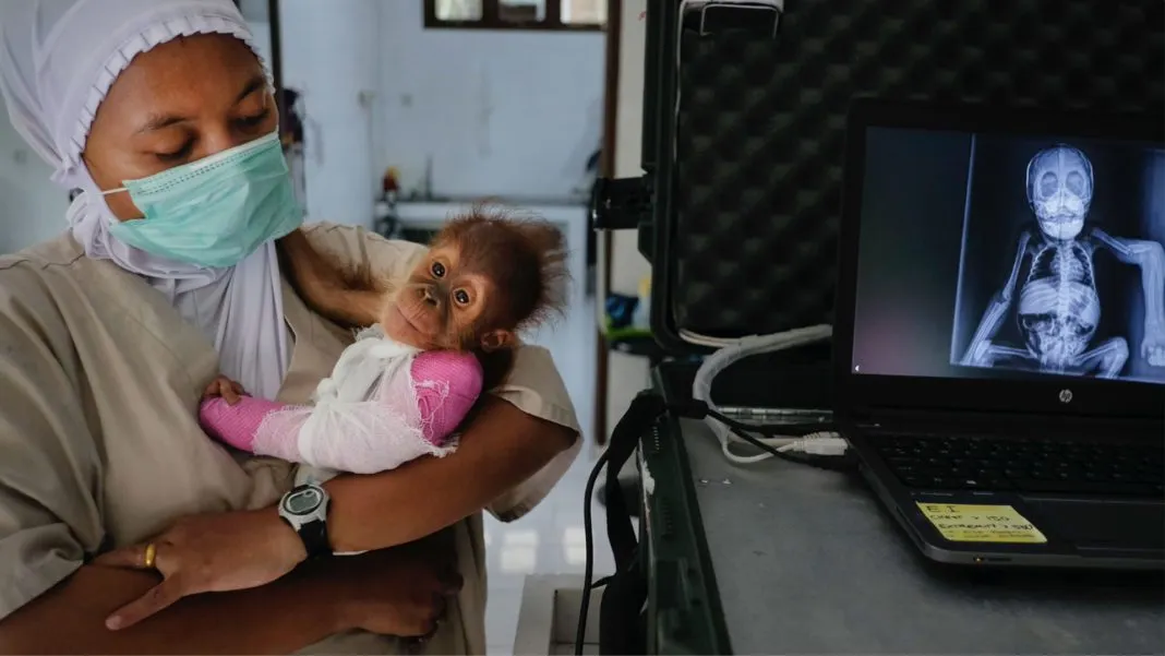 SOCP-Brenda-broken-arm-hp2 Ilustrasi orangutan dalam perawatan tim Orangutan Outreach.