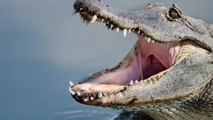 cara menyelamatkan diri dari serangan buaya